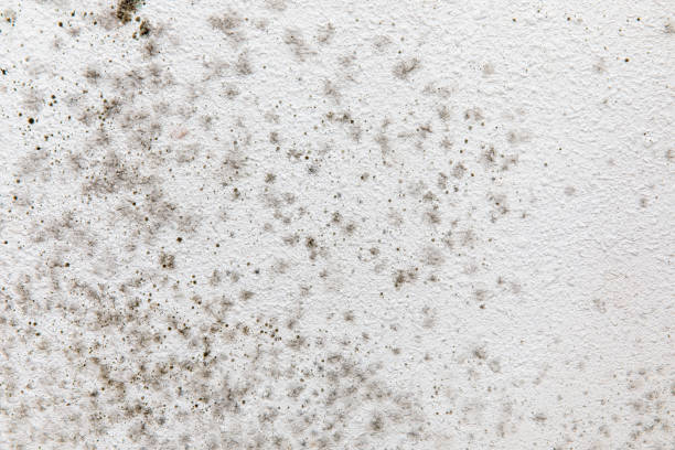 Forensic Mold Investigation in Lansdowne, PA