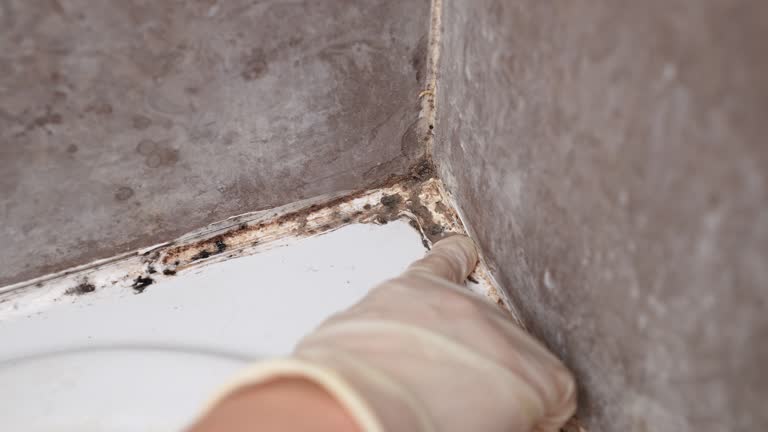 Reliable Lansdowne, PA Mold Removal Solutions